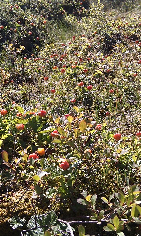 Hjortron/Cloudberries in the area around Ullatti